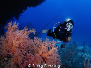 Most shallow hard corals have unfortunately suffered blea... by Joerg Blessing 